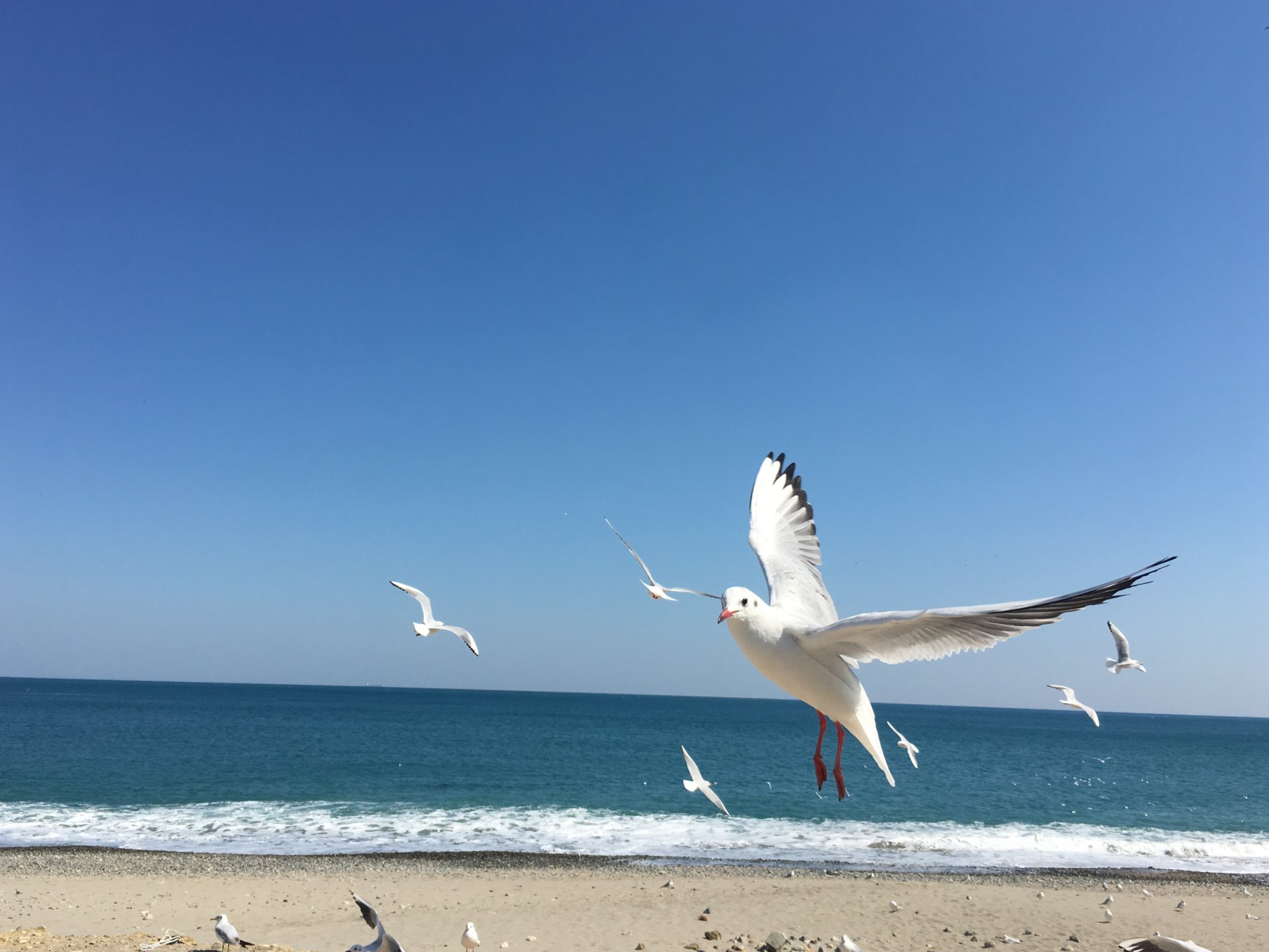 푸른 동해와 맑은 하늘을 배경으로 여러 마리의 갈매기가 날개를 펼치며 비행하는 모습