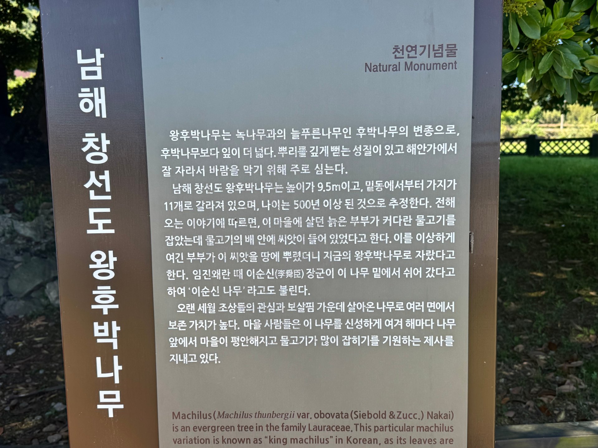 오래된 나무가 품은 이야기